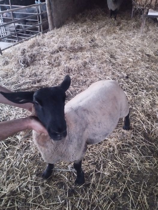 Carneiro  e Ovelha Suffolk