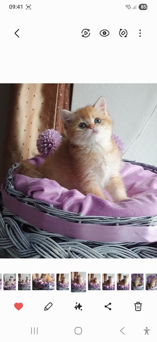 Золотая британская шиншилла кошечка кошка котята дівчинка