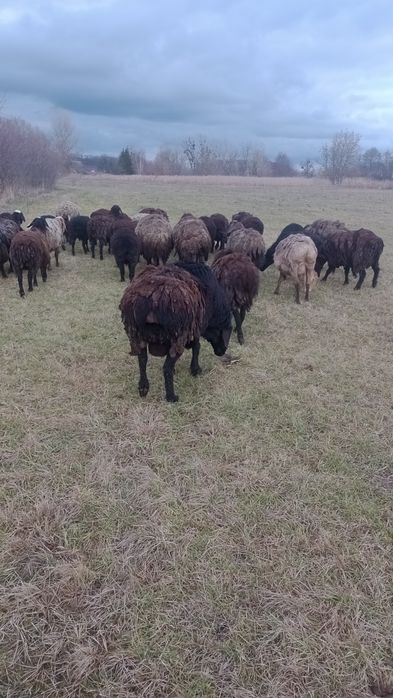 Ягнята, вівці курдючні