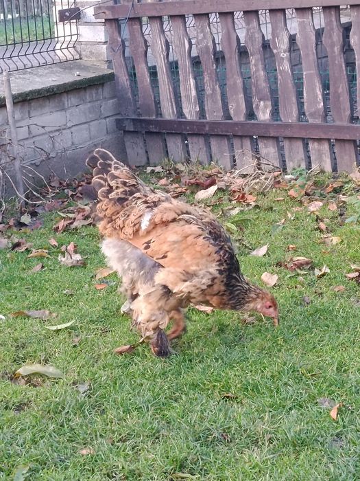 Brahma olbrzymia kury i koguty 2025