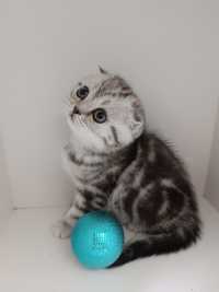 Шотландские котята мрамор на серебре