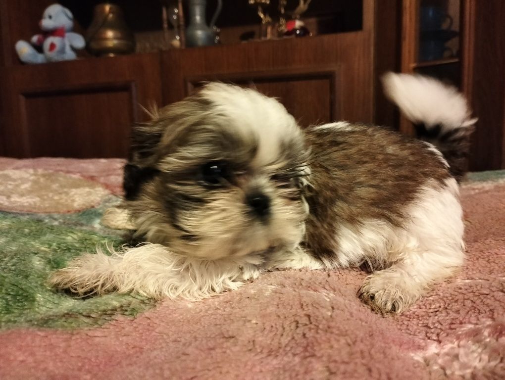 Cudowny piesek shih-tzu miniaturk