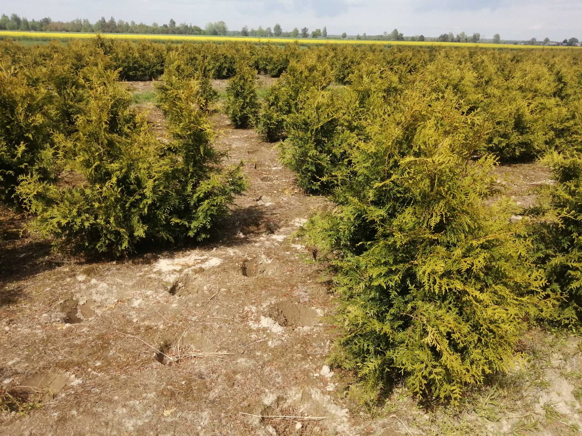 Thuja Tuja Brabant (nie smaragd) wys. 160-180cm