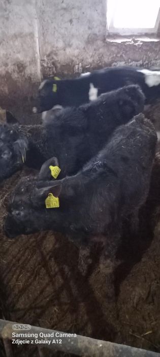 Sprzedam cielaki żarłaki