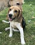 Pet sitting lisboa e arredores, oriente