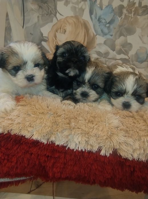 Sprzedam suczkę Shih TZU