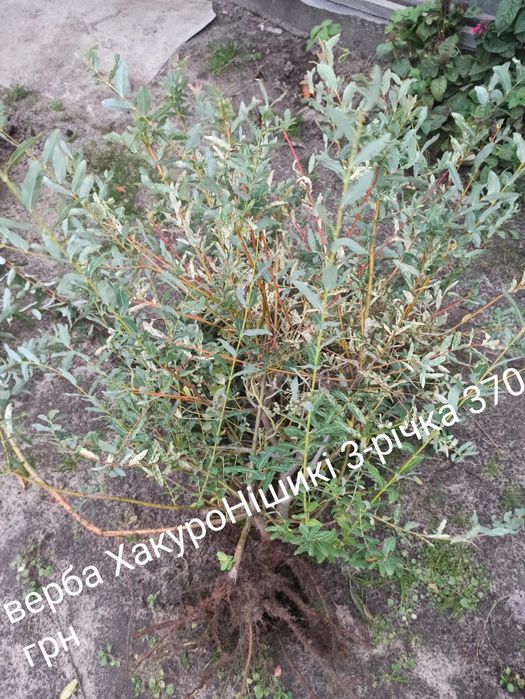 Верба ХакуроНішикі в горщику