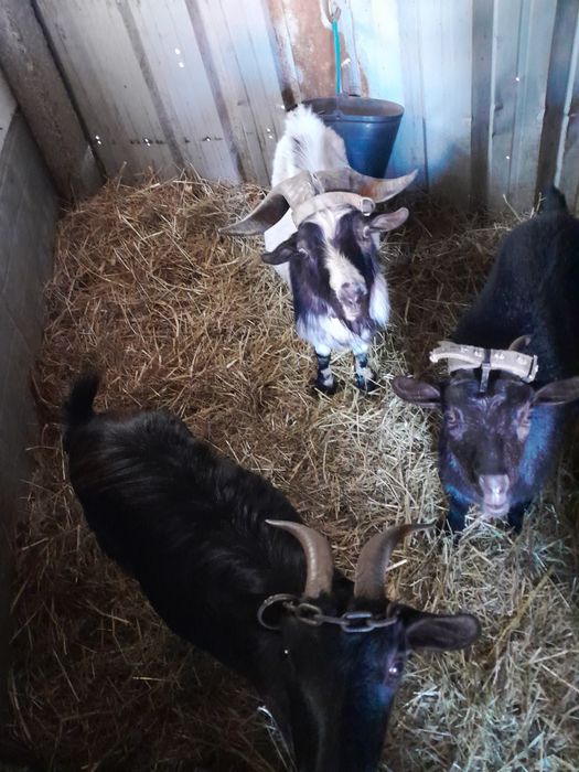 Vendo cabritas anãs em monte cordova,