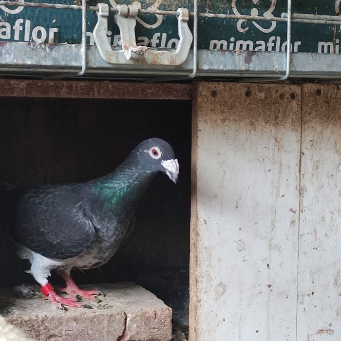 Gołębie staropolskie i rzeszowskie