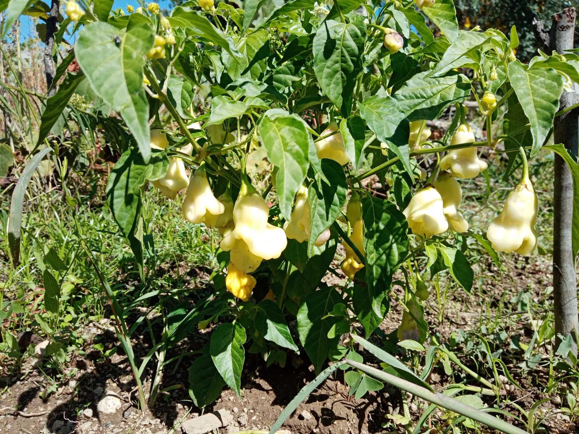 10 sementes de pimenta Aji Fantasy White (rara)