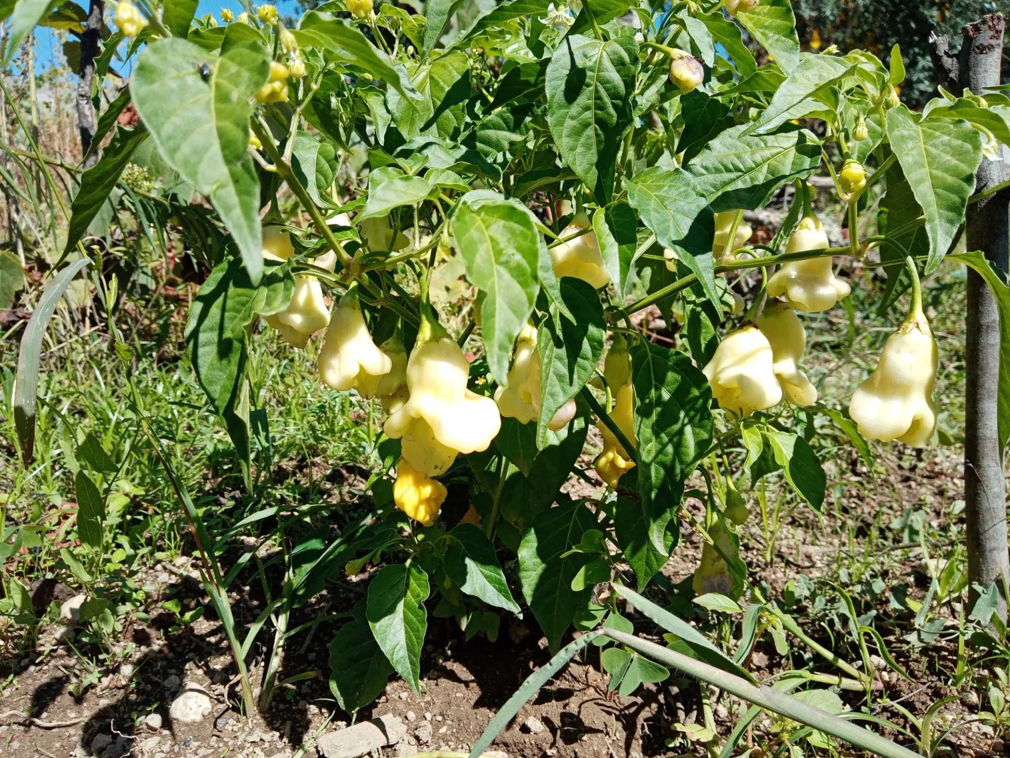 12 sementes de pimenta Aji Fantasy White (rara)