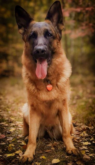 Owczarek Niemiecki Krótkowłosy(suczka 7,5mies) ZKwP