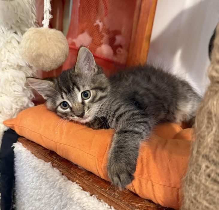 3х месячные котята.