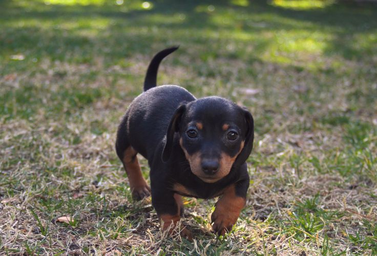 Пропонуємо маленьку радість.