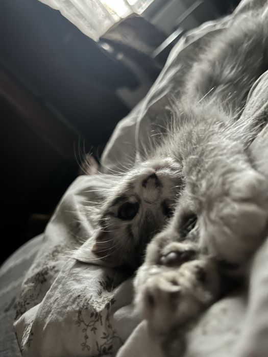 Отдаю кошечку, подкинули. Примерно 2.5 месяцев