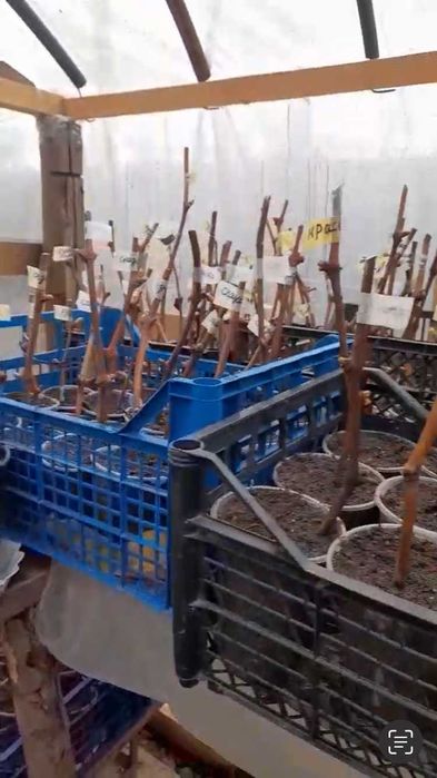 Саженцы винограда с Гроной  140 грн