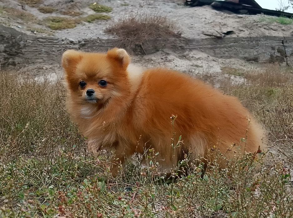 Померанский шпиц мальчик мини