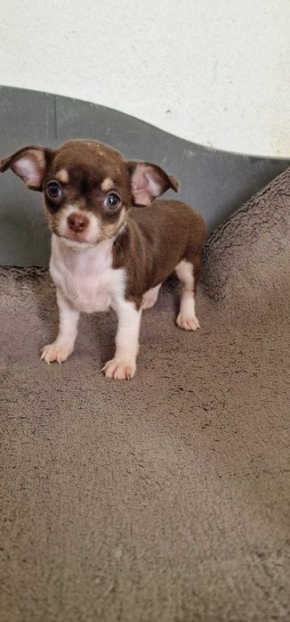 Chihuahua Fêmea Cor Chocolate