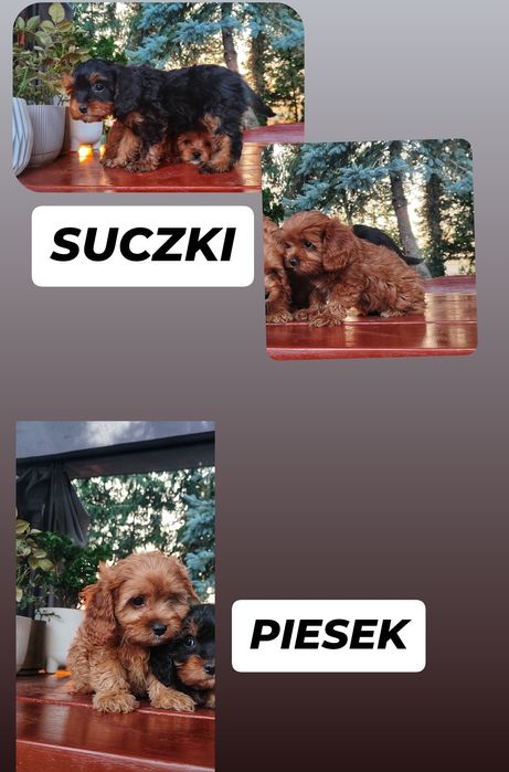 Śliczne Rodowodowe Szczenięta Cavapoo  • GOTOWE DO ODBIORU •