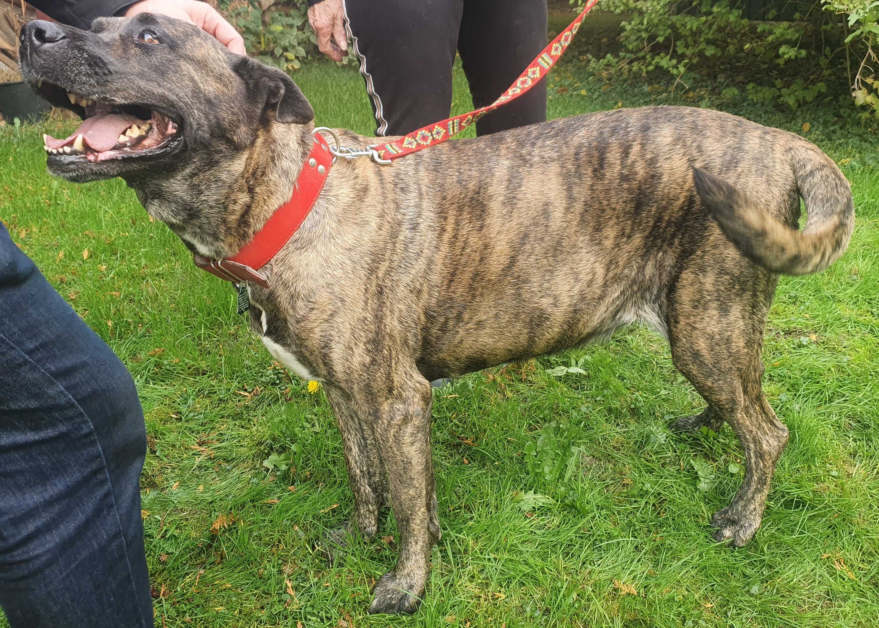 Kaja mix Cane corso szuka domu