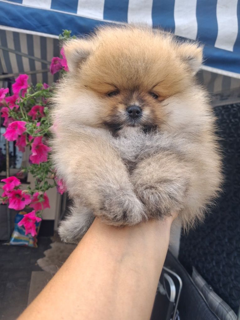 Szpic miniaturowy pomeranian