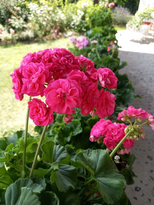 пеларгонії сортові