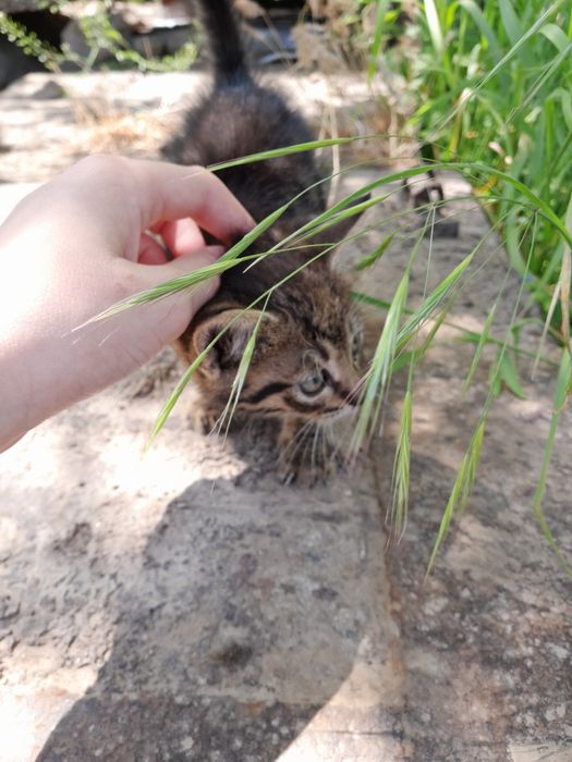 Котик/Кошка неизтвестно