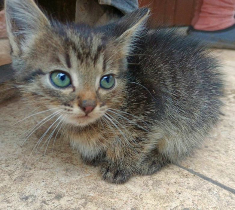 Кошенята з красивими очима шукають родину