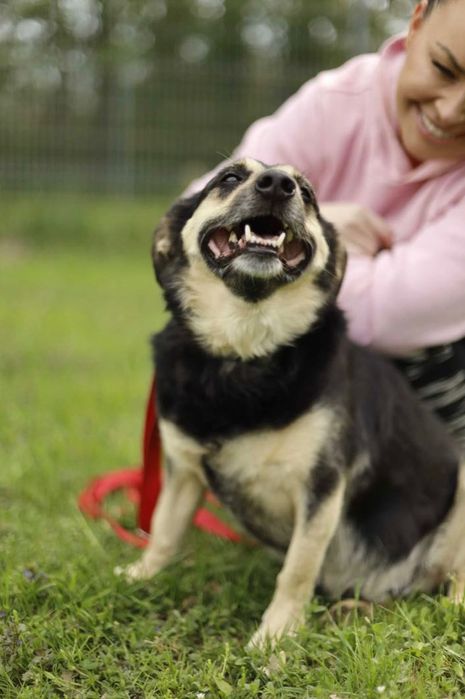 Adoptuj AKORDA-zyskaj przyjaciela