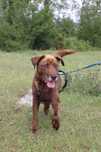 Kinder szuka domu mix labradora czekoladowy