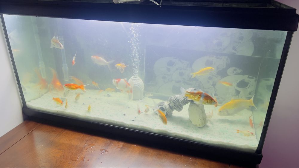 Vendo Aquario por flata de uso