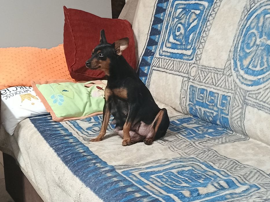 Sprzedam pieska pinczer miniaturowy