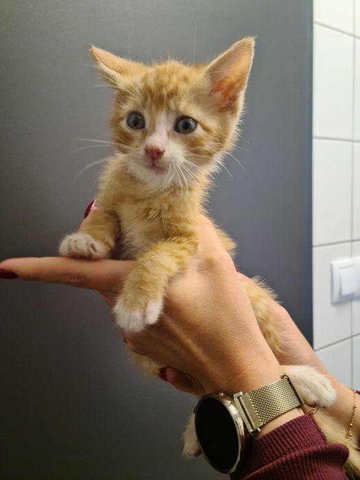 4 małe kociaki szukają odpowiedzialnych domów