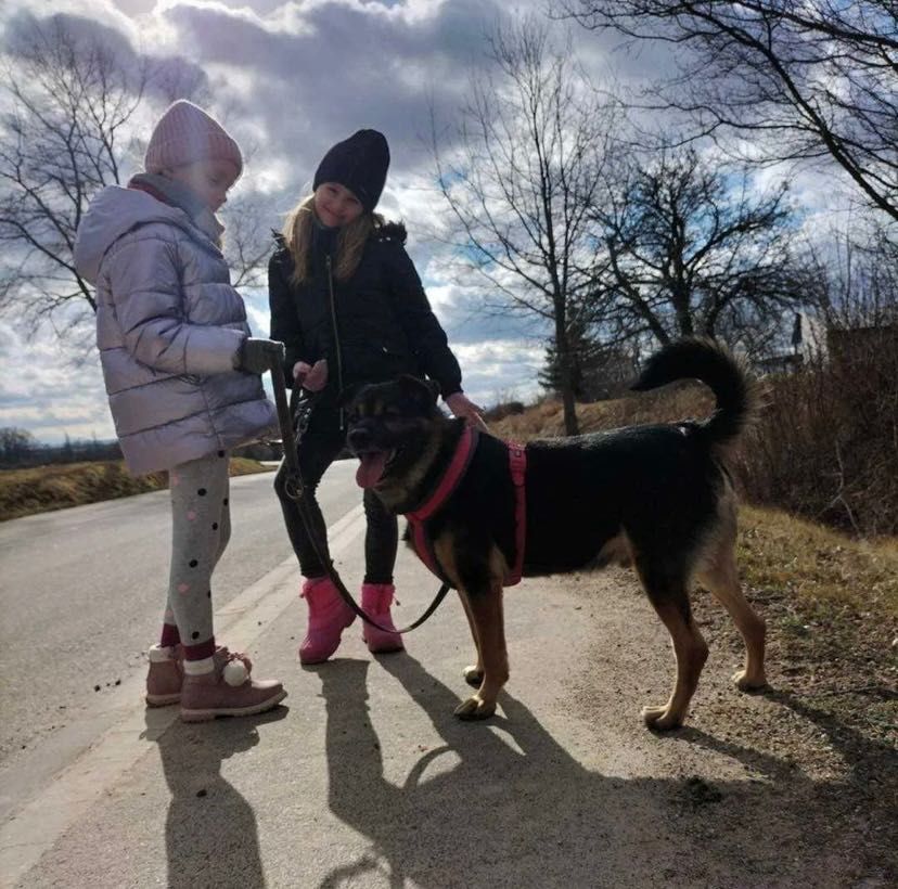 DOLAR i patyk do adopcji