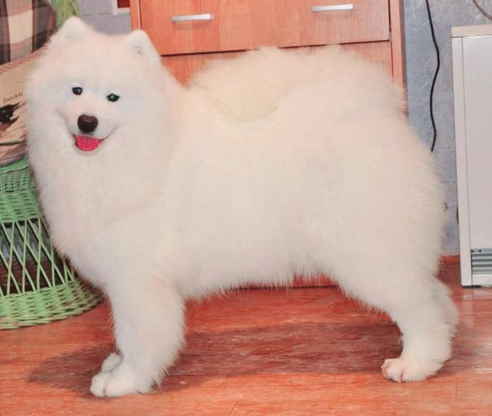 Już są  na świecie   Samoyed szczenię ZkwP FCI