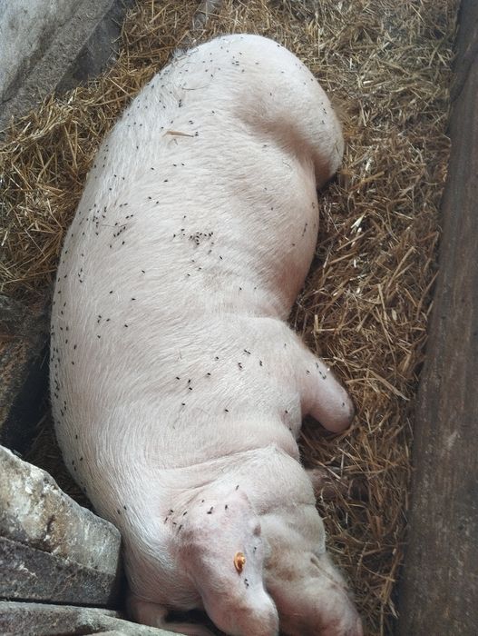 Maciora.             .