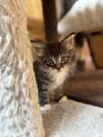 Maine Coon kocur