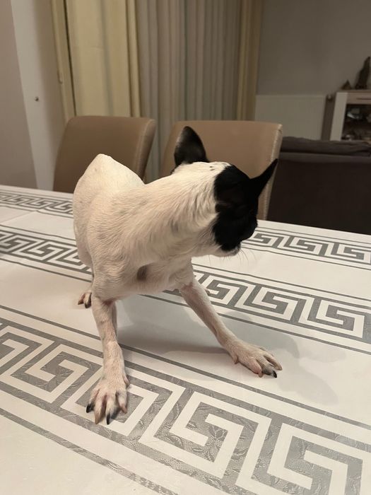 Chihuahua fêmea castrada