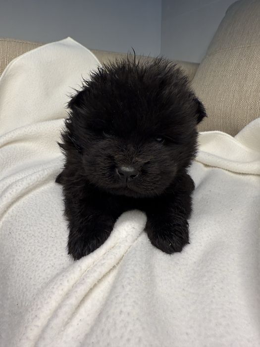 Chow Chow Preto Femea