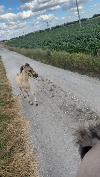 Na sprzedasz źrebaki konika polskiego i kucyka