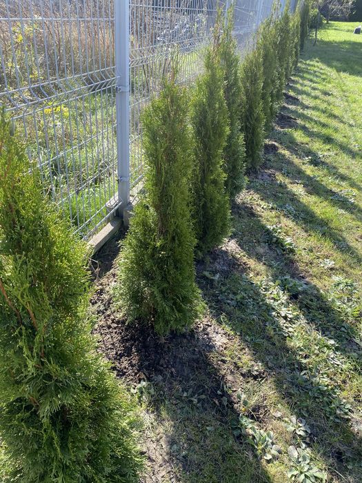 Tuja Szmaragd 120cm.