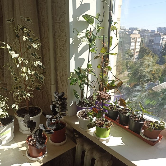 Комнатные цветы монстера, филодендрон Миканс, лечебная каланхоя и др.