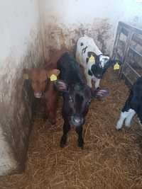 4 byczki odchowane po 5 6 tygodni mięsne