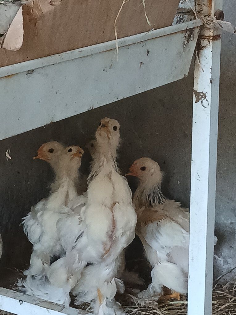 Frango brahma light azul