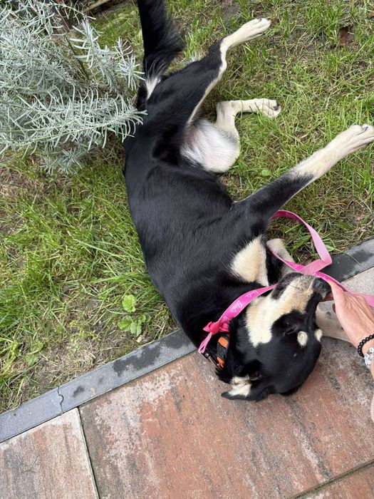 Spartunia młodziutka suczka do adopcji