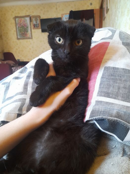 Отдам девочку в хорошие руки!