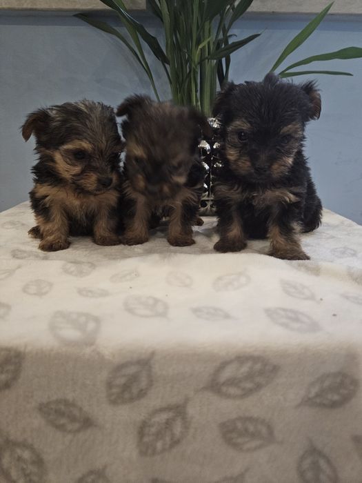 York z Rodowodem do odbioru