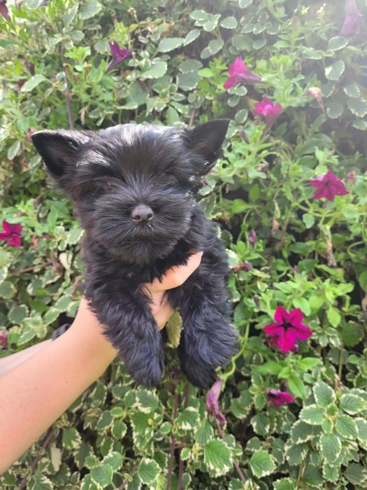 Yorkshire Terrier szczeniak