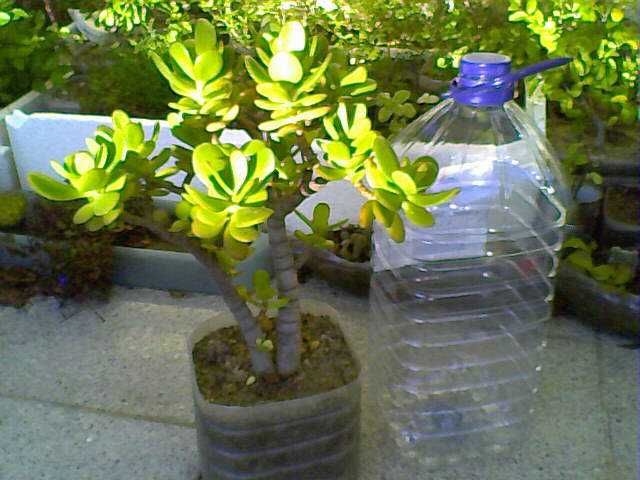 Bonsais (Ligustrum, Crassula, Serissa Foetida)