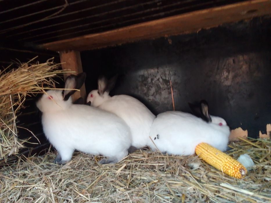 Króliki kalifornijskie